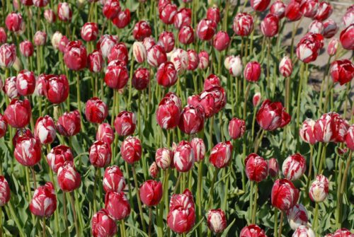 Tulip Mabel (rem) 2010.3
