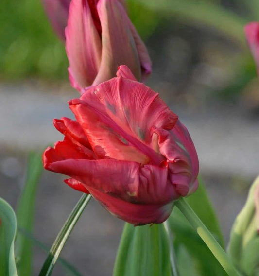 Tulip-Red-Madonna-Red_0534-2-scaled