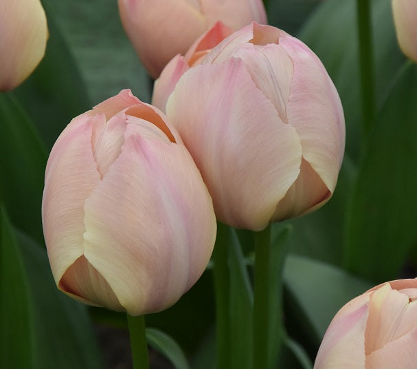 Tulip Salmon Van Eijk sq