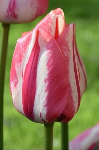 Tulip Spryng Break