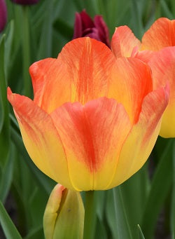 Tulip Suncatcher-tt_6129