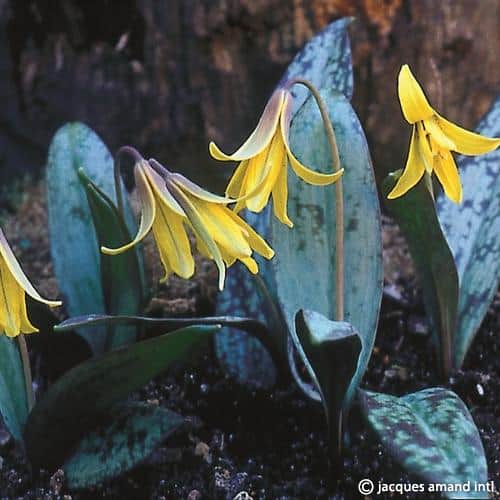Umbilicatum