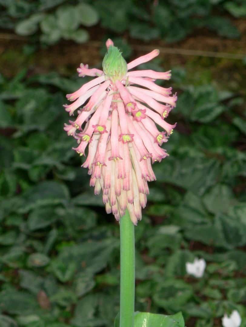 Veltheimia capensis (1) (Large)