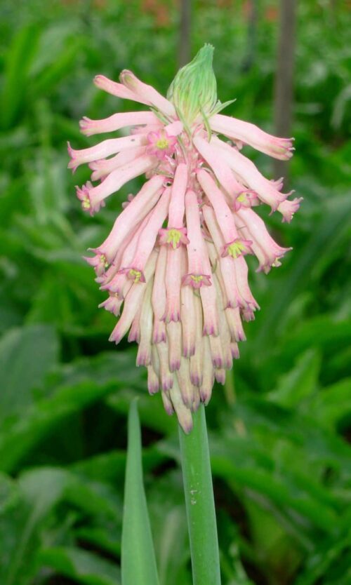 Veltheimia capensis (Large)