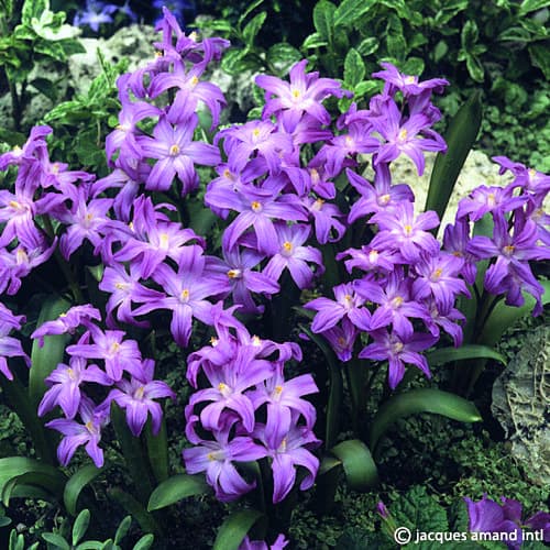 Violet-Beauty