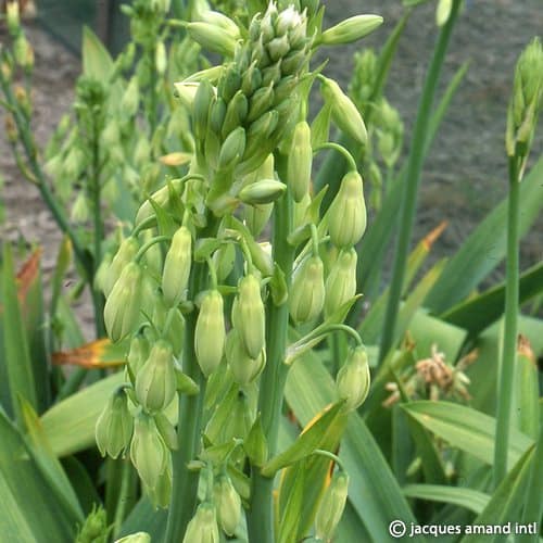 Viridiflora