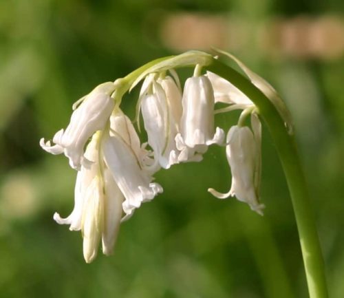 White bluebell