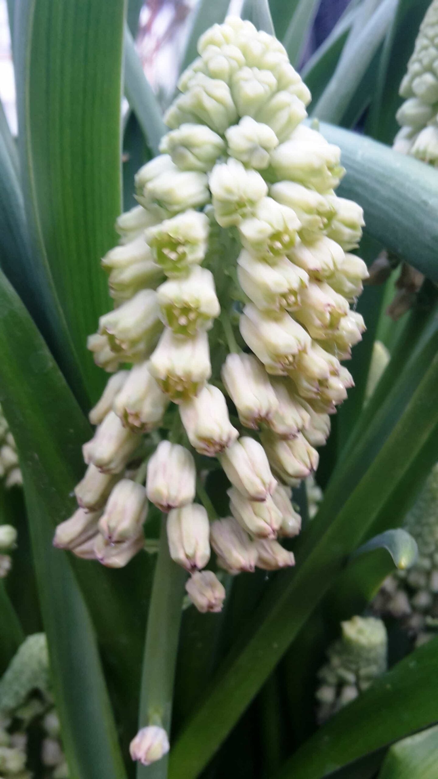 bellevalia green pearl 2