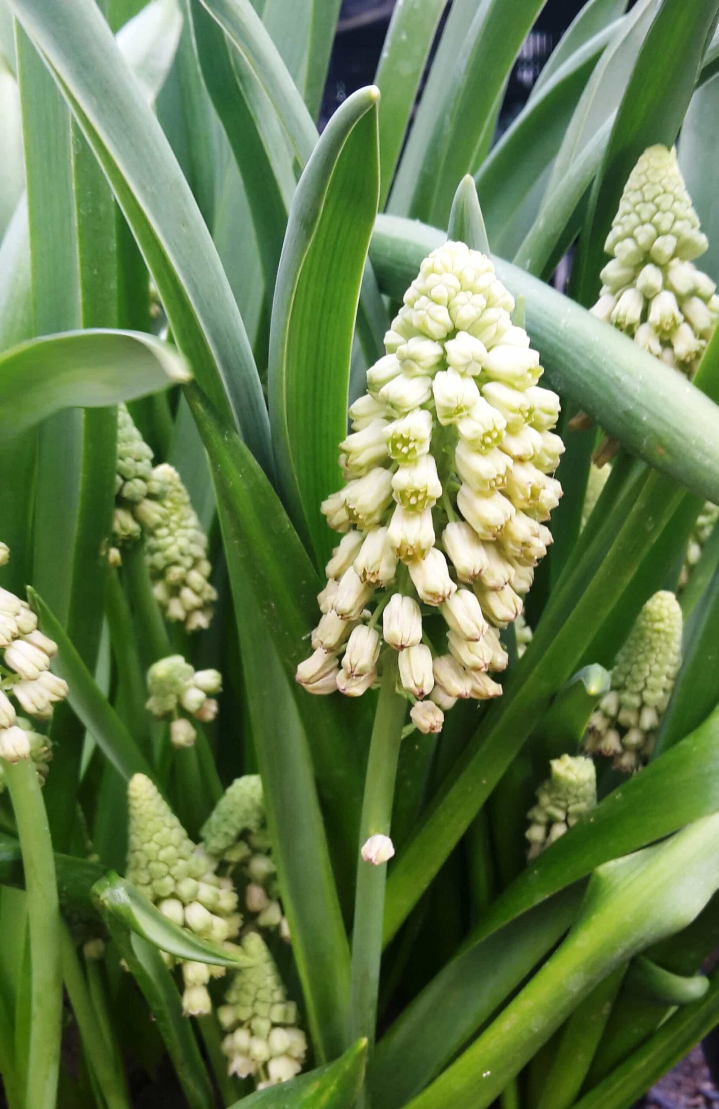 bellevalia green pearl 3