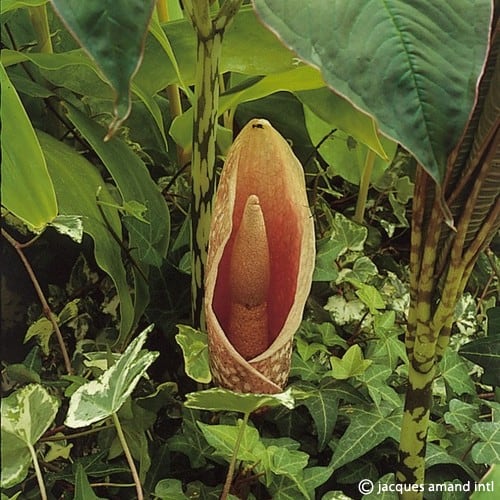 bulbifer