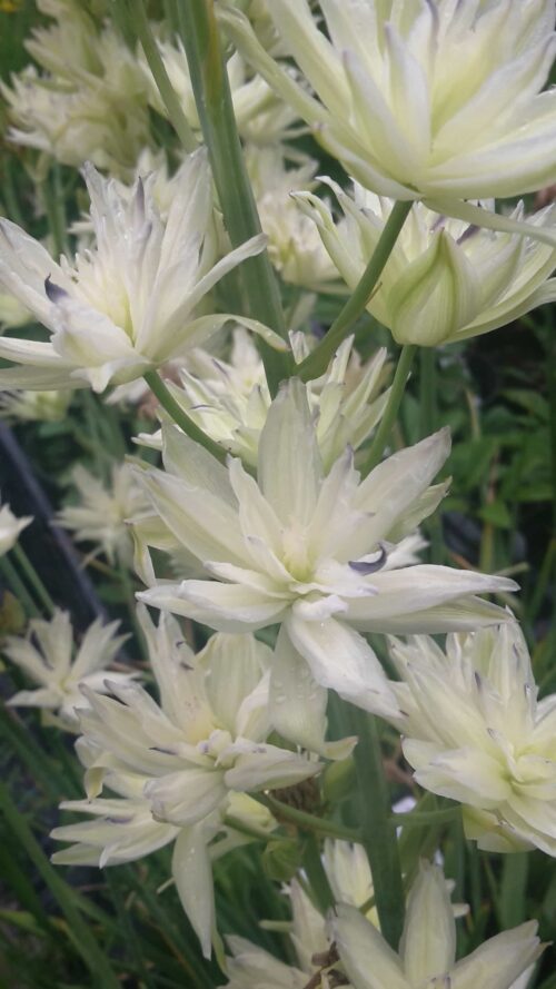 camassia lei. semiplena 2