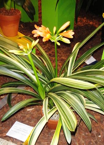 clivia variegated leaves 1
