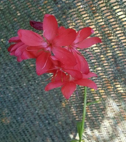 coccinea