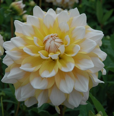 dahlia seattle