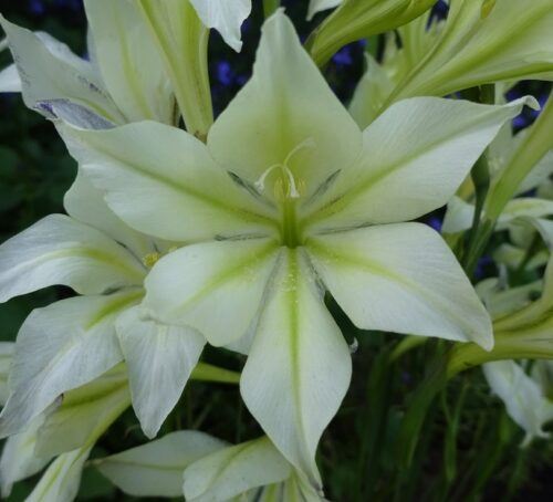 gladiolus tristis var concolor sq