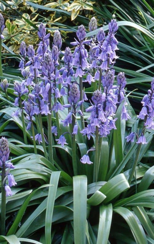 hyac. blue