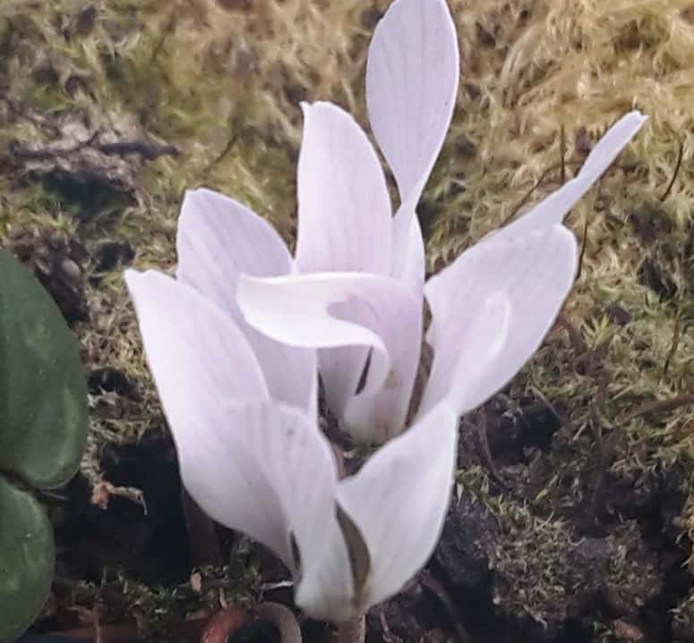 intaminatum 1