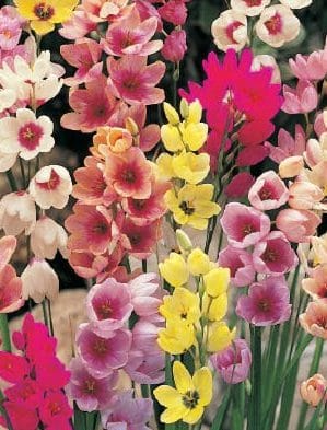 ixia mixed (3)