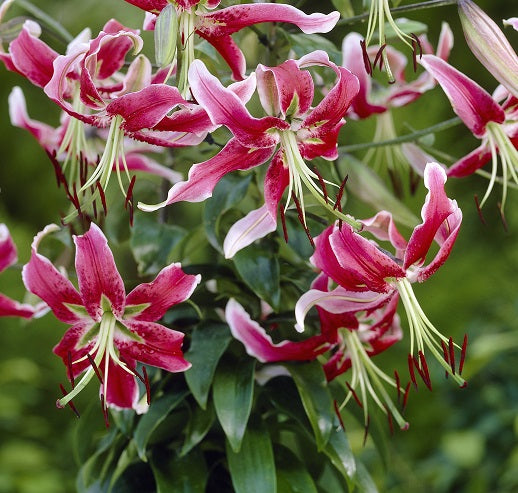 lilium Black Beauty sq