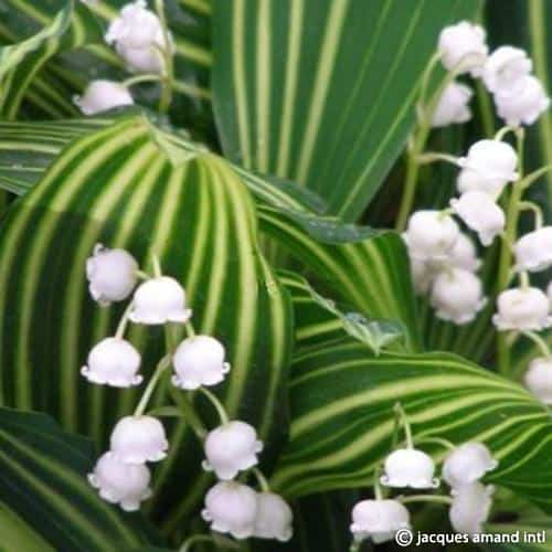 majalis-‘Variegata’