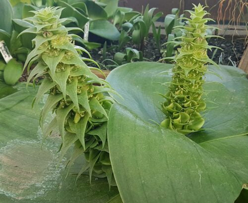 massonia bifolia flower