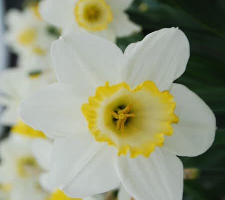 narcissi-everyday-600×402