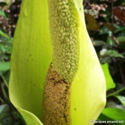 nepalensis