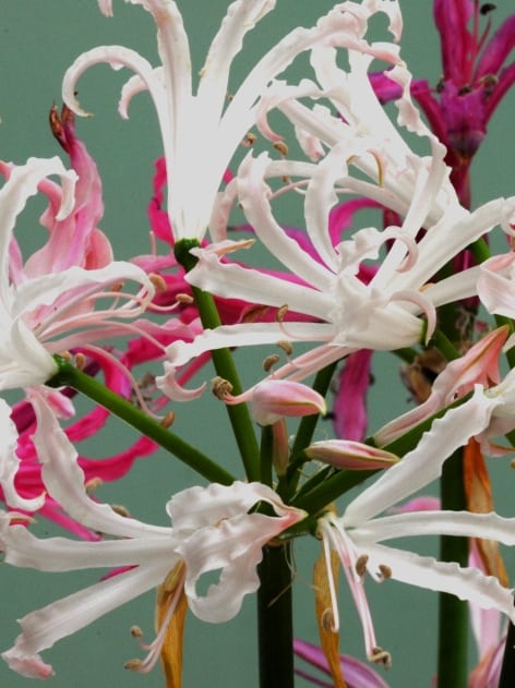 nerine mix 1