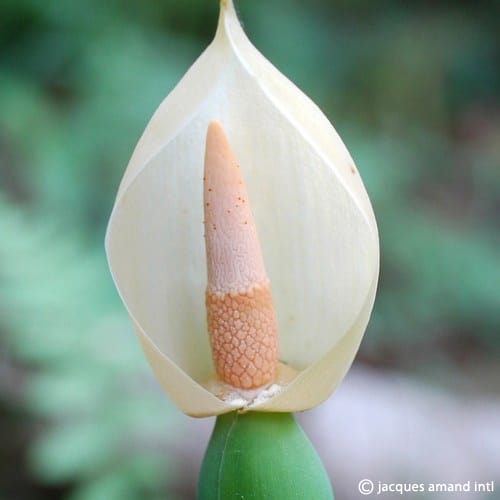 odoralargeleaves