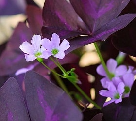 28142676 – flower oxalis triangularis purple shamrock, indian park