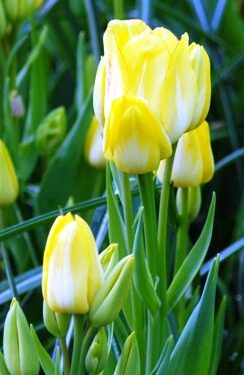 products-Sunshine-Club_0191