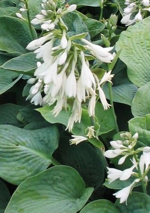 sieboldiana-elegans