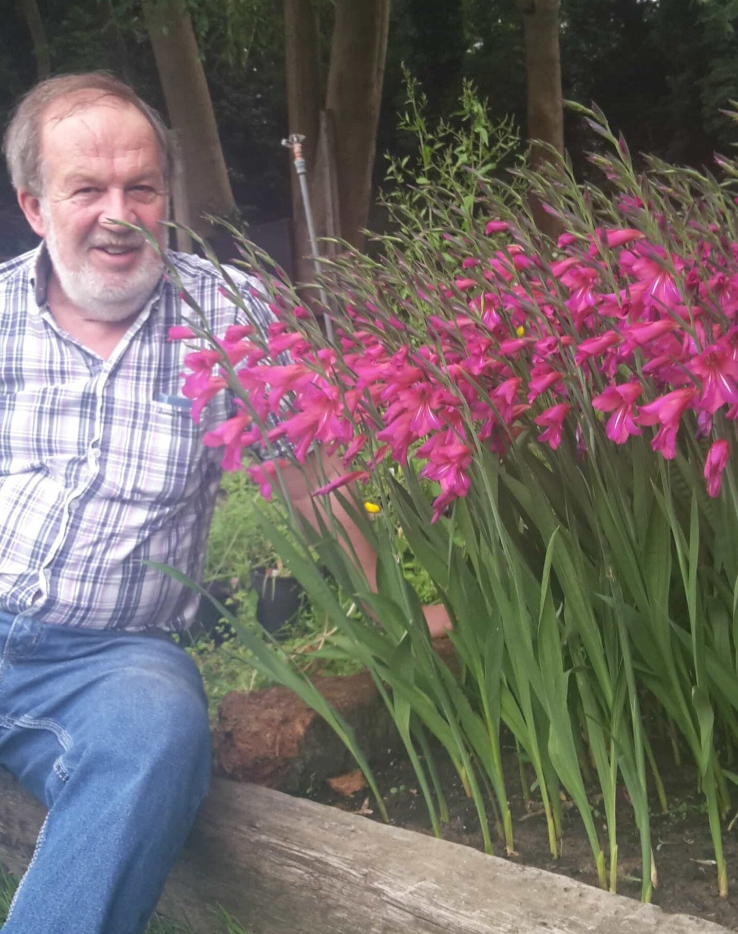 stuart & gladiolus Byzantinus
