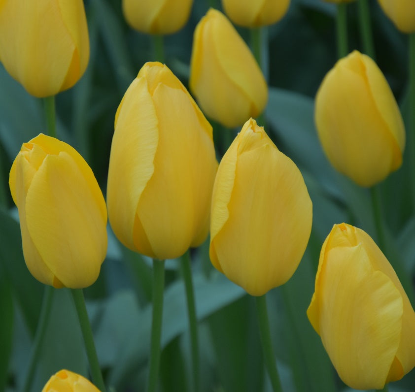 tulip Big Smile