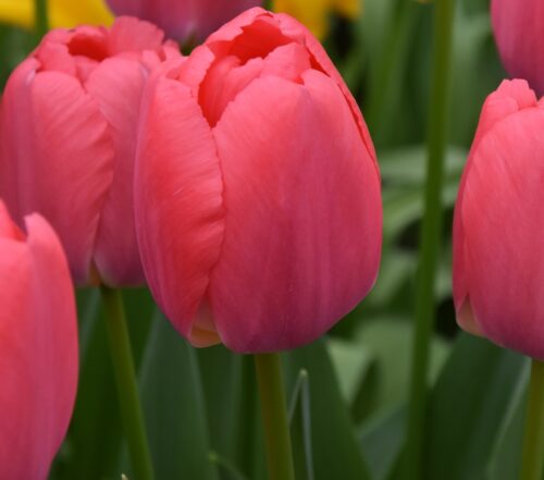 tulip Pink Pride sq