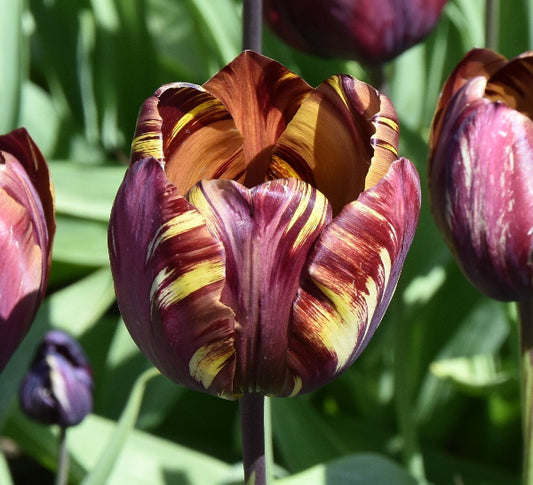 Tulip Absalon 1780
