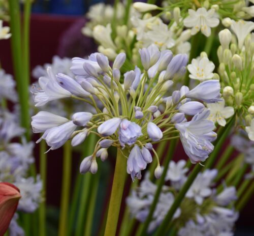 Agapanthus Blue Sky_3817 12