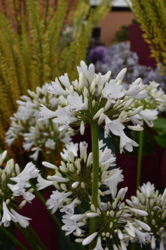 Agapanthus Silver Sky_3819