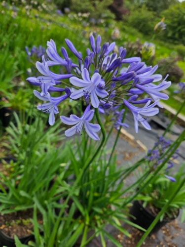 Agapanthus &#8211; blue &#8211; amy pic