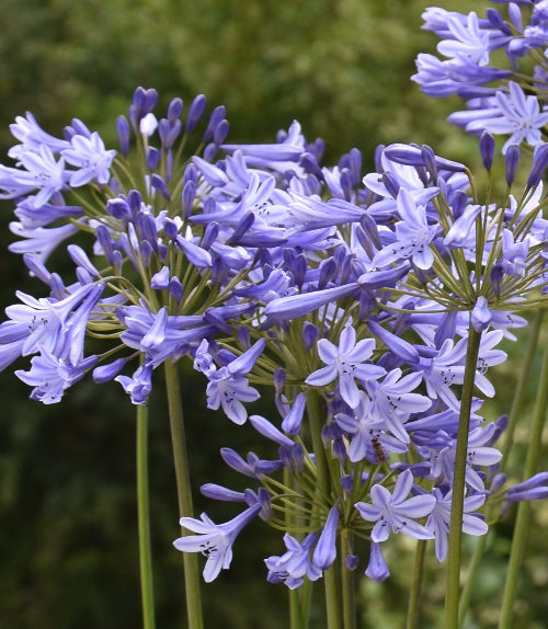 Agapanthus Doctor Brouwer