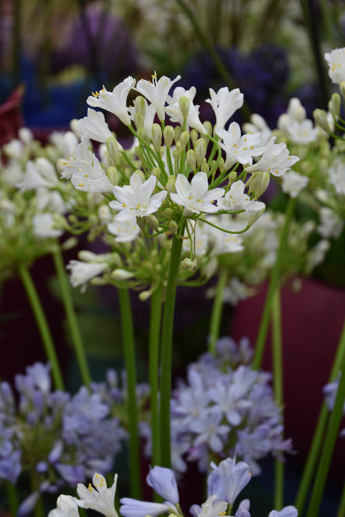 Agapanthus Polar Ice