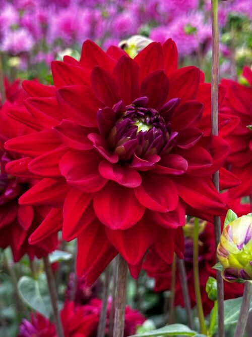 Dahlia All Directions – Jacques Amand Intl