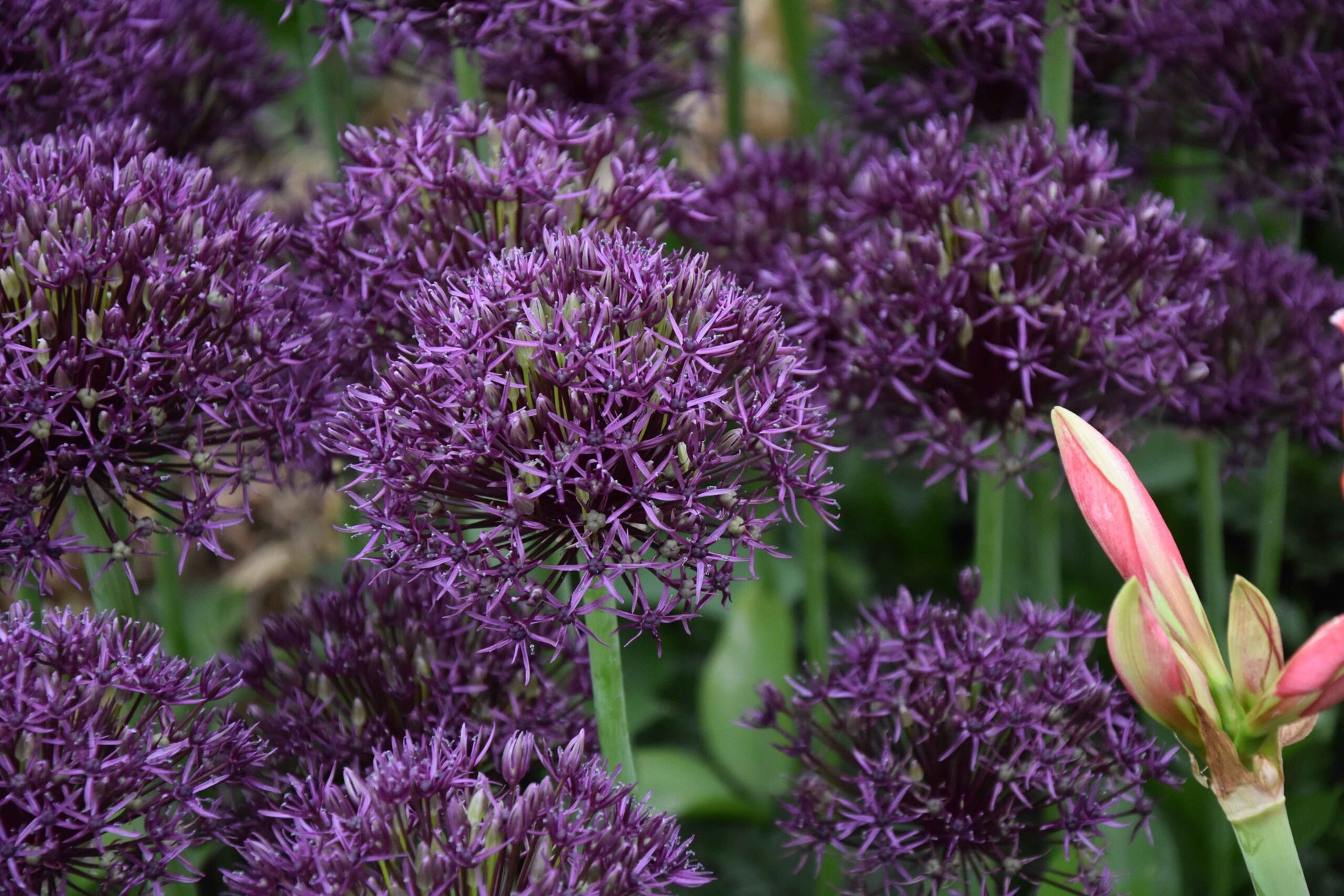 Allium Firmament_3846 (1)