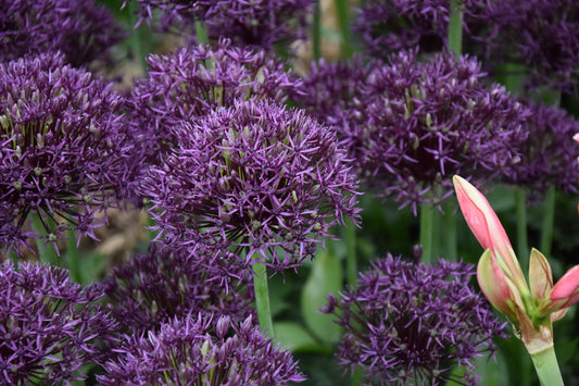 Allium Firmament_3846 (1)