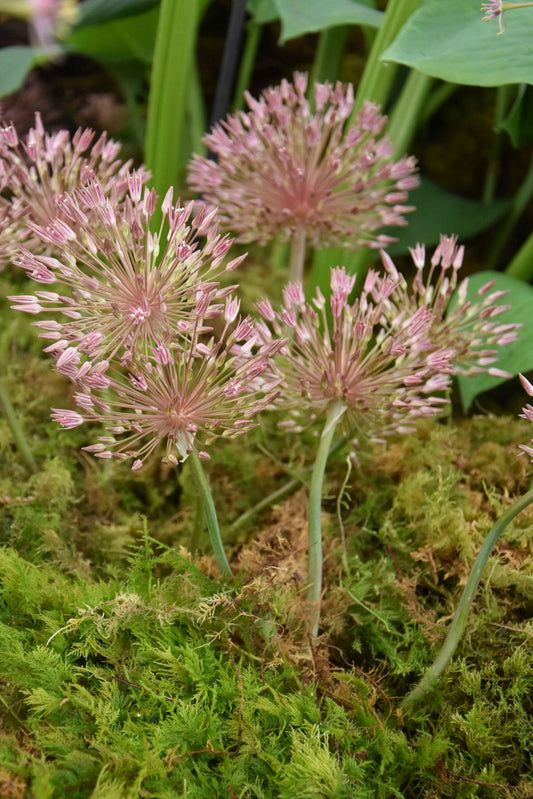 Allium nevskianum_8939 (3)