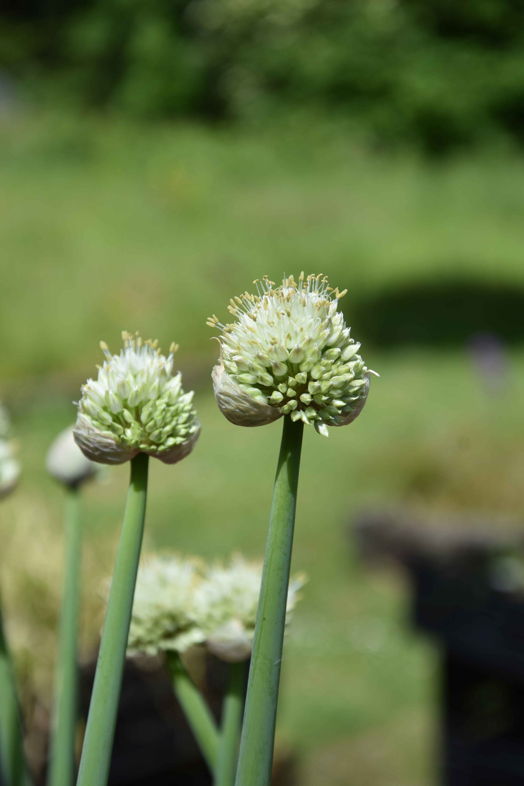Allium pskemense_3862 (4)