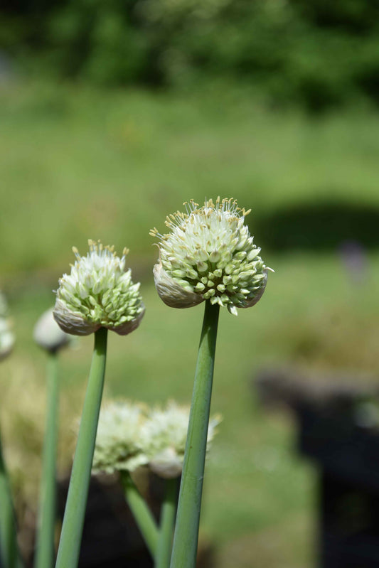 Allium pskemense_3862 (4)