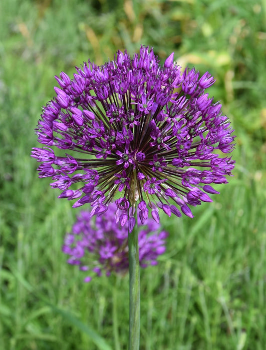 holandicum Purple Sensation AGM