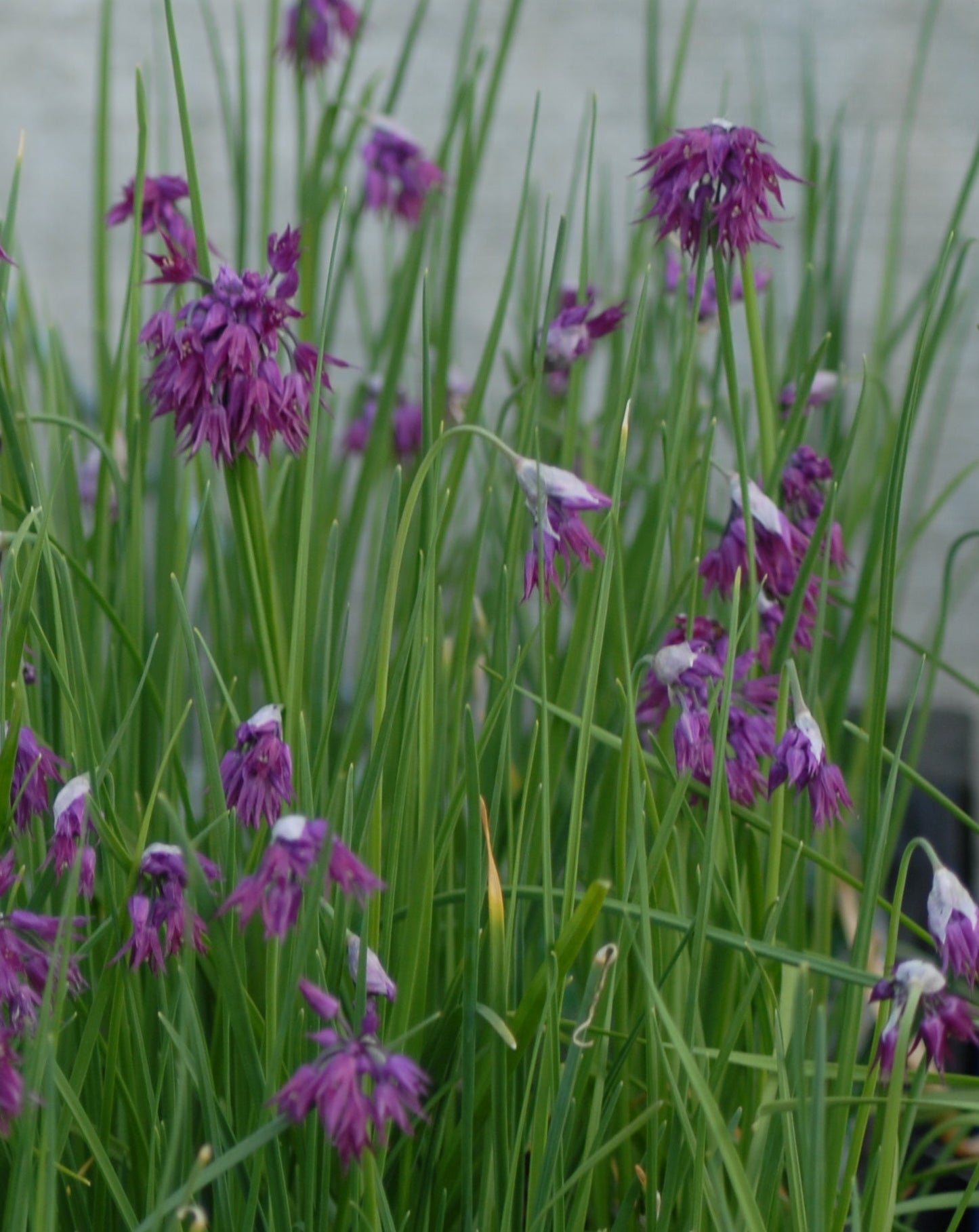 Allium cyathophorum var farreri