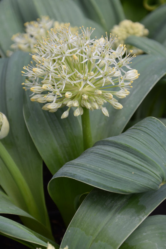 karataviense 'Ivory Queen'